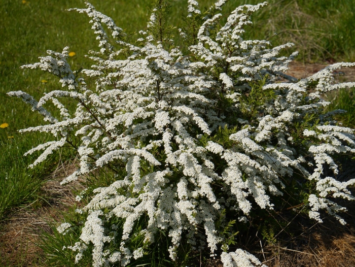 Спирея серая грефшейм