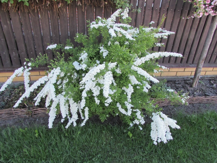 Спирея серая грефшейм