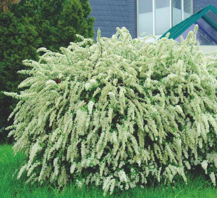 Спирея аргута (spiraea arguta)