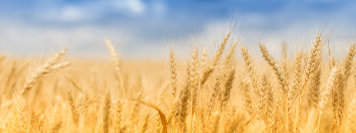 Колос пшеница