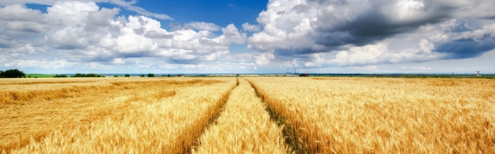 Поле пшеница