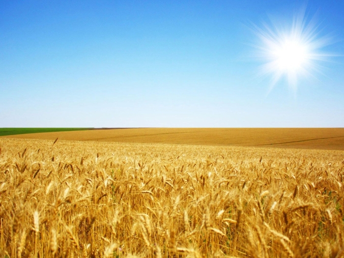 Поле пшеничное