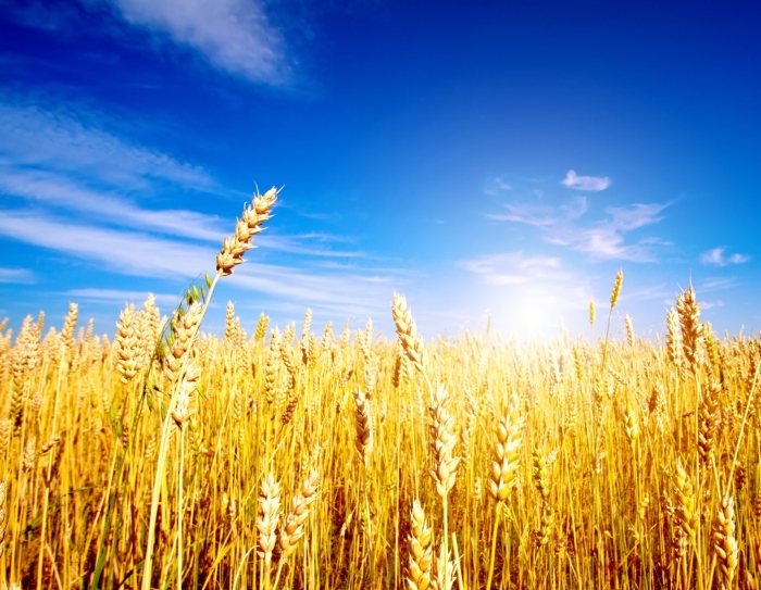 Поле с колосками пшеницы