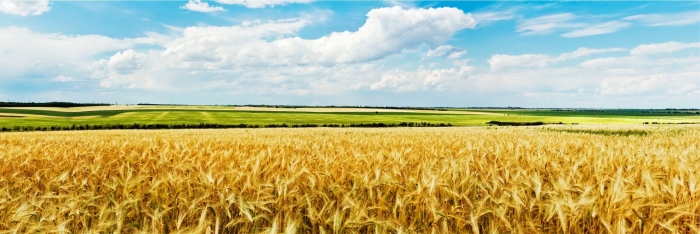 Поле с колосьями пшеницы