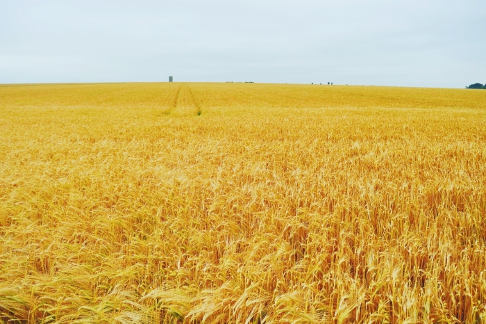 Поле пшеница
