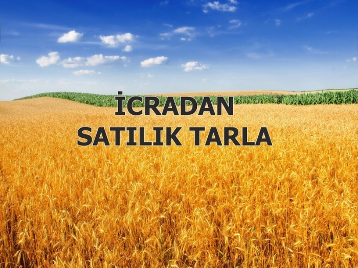 Поле пшеница