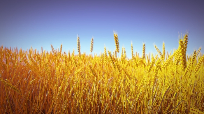 Поле с золотыми колосьями