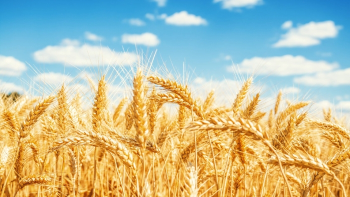 Пшеница на поле