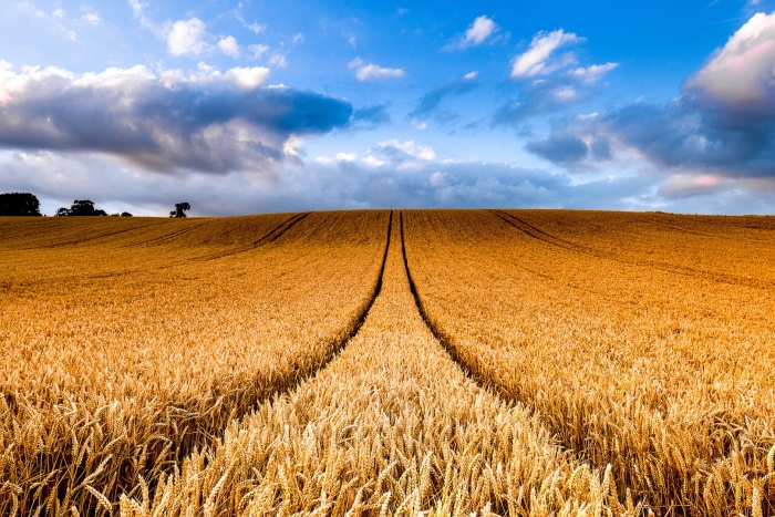 Пшеничное поле