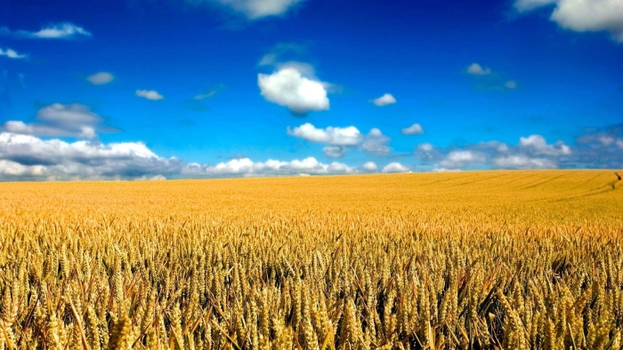 Саскачеван поле пшена
