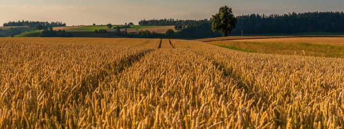 Пшеничное поле и лес