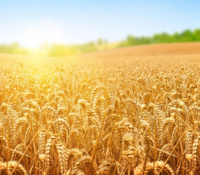 Фон пшеница