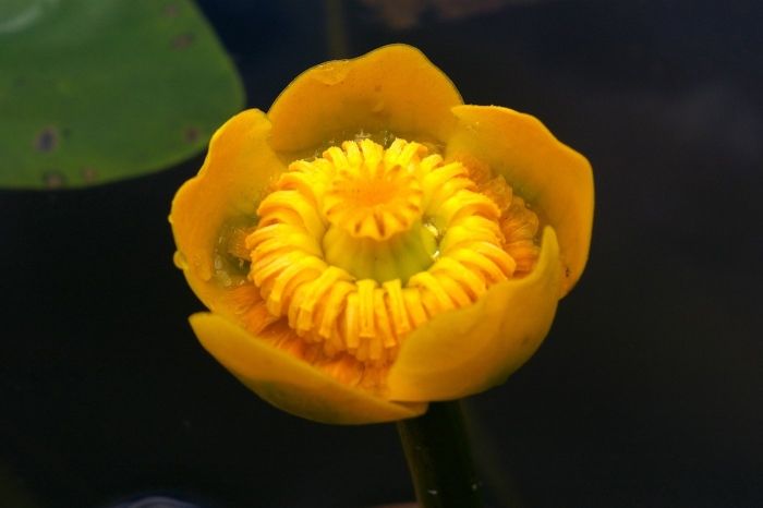 Кувшинка желтая кубышка