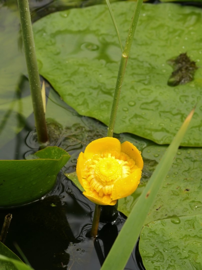 Кубышка (nuphar)