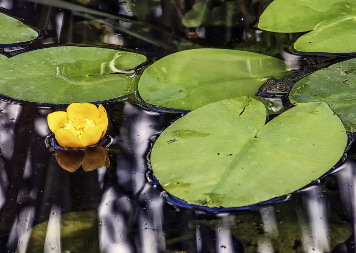 Кубышка стрелолистная