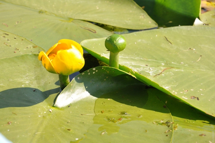 Жёлтая кувшинка красная книга