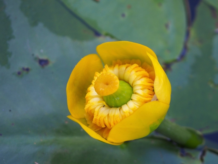 Nuphar lutea