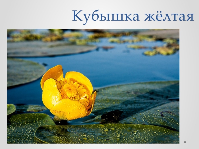 Растения красной книги кубышка желтая