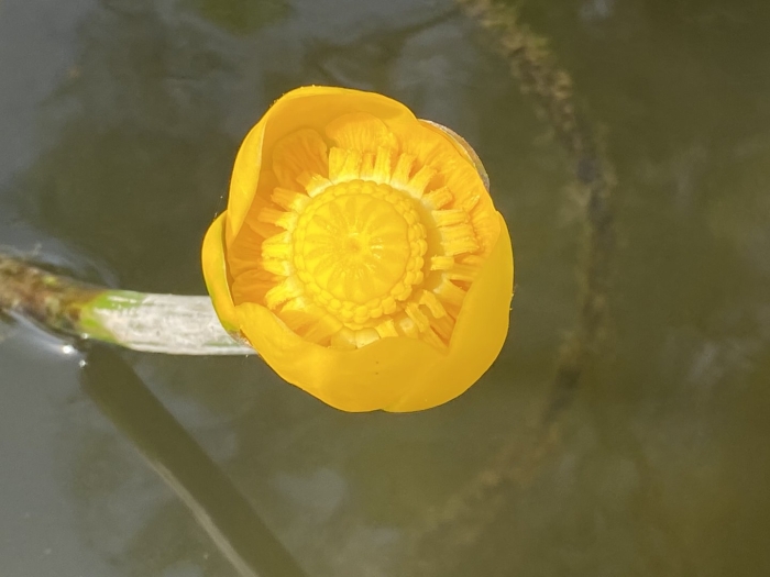 Вьетнамская кубышка