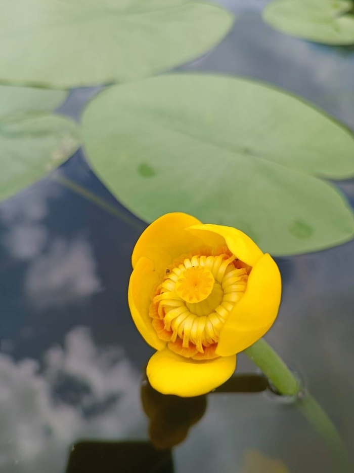 Кубышка жёлтая растение