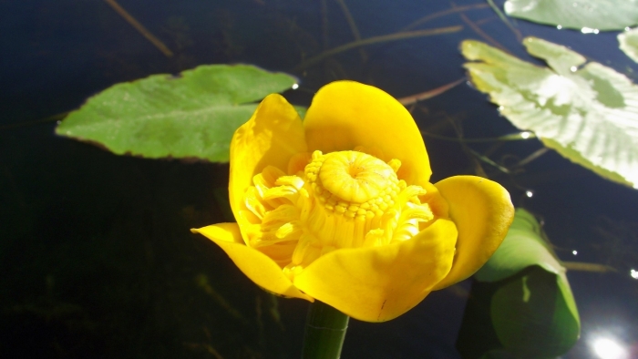 Желтая кубышка