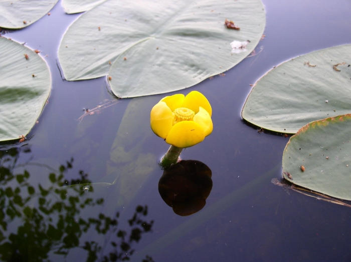 Кубышка (nuphar)