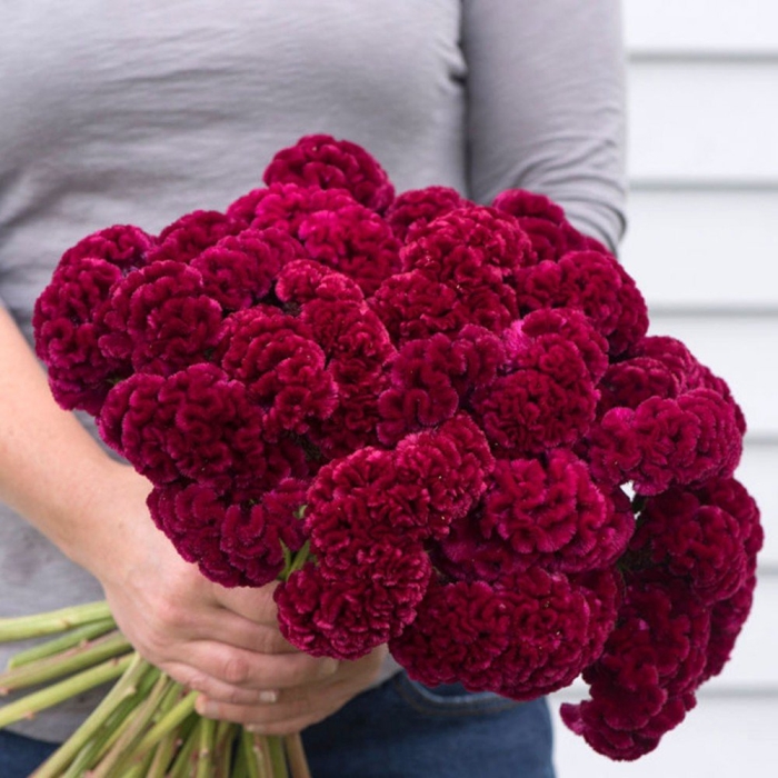 Целозия гребенчатая сухоцвет