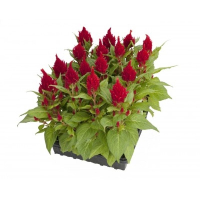 Целозия перистая глориас