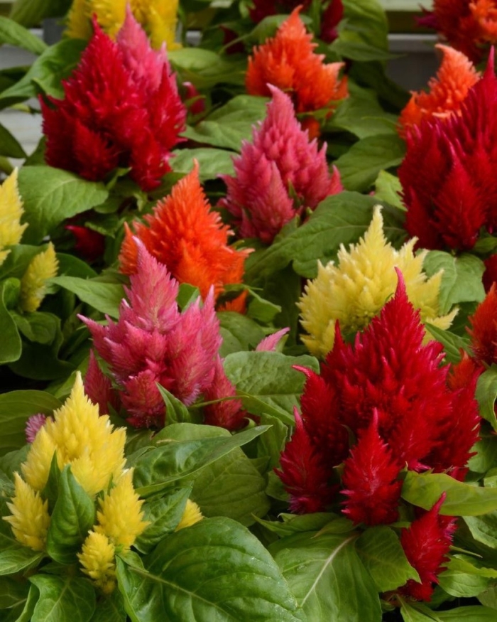 Целозия перистая лиллипут микс