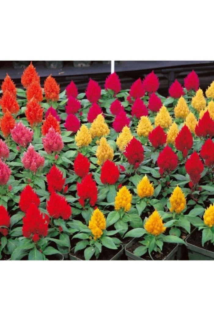 Целозия перистая кимоно еллоу