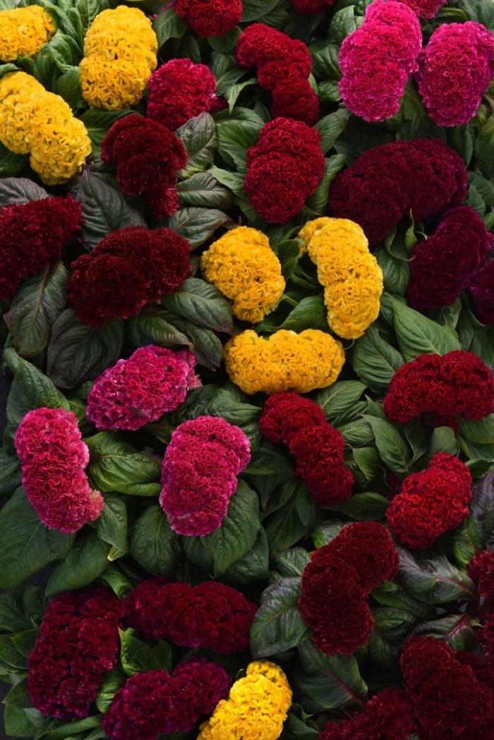 Целозия гребенчатая концертина