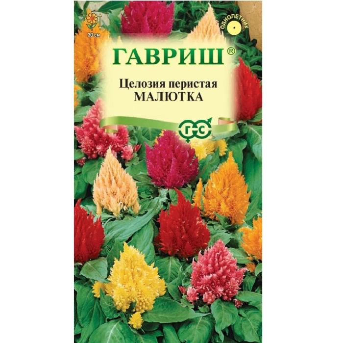 Целозия перистая малютка