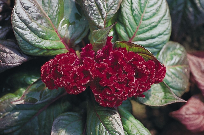 Целозия дракула гребенчатая