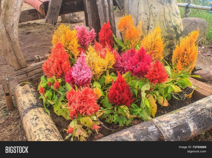 Целозия павлин перистая