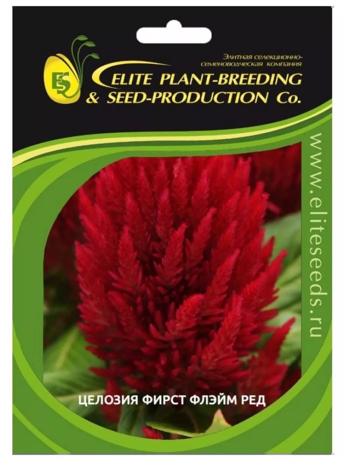 Целозия перистая глориас ред