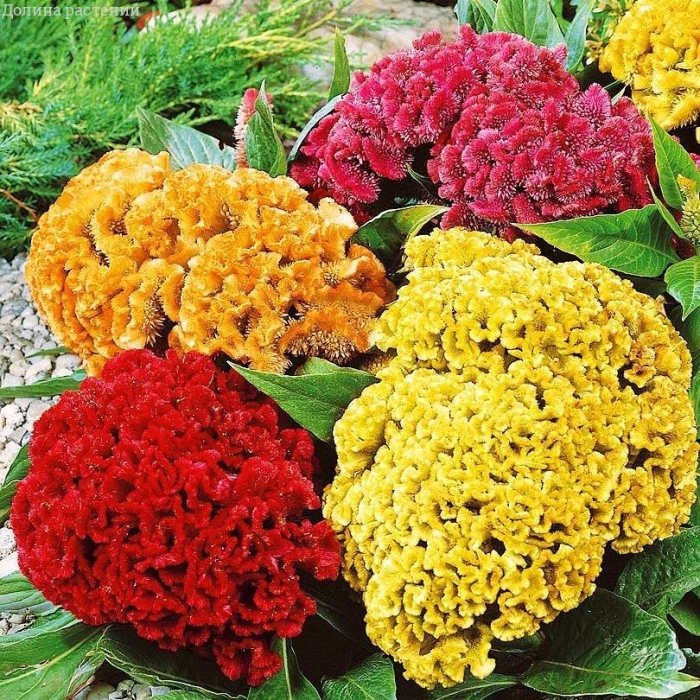 Гавриш целозия гребенчатая коралловый сад