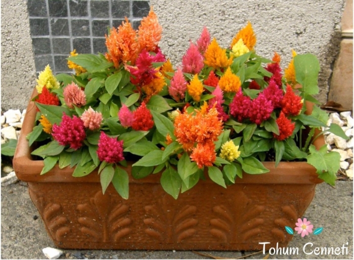 Целозия перистая павлин