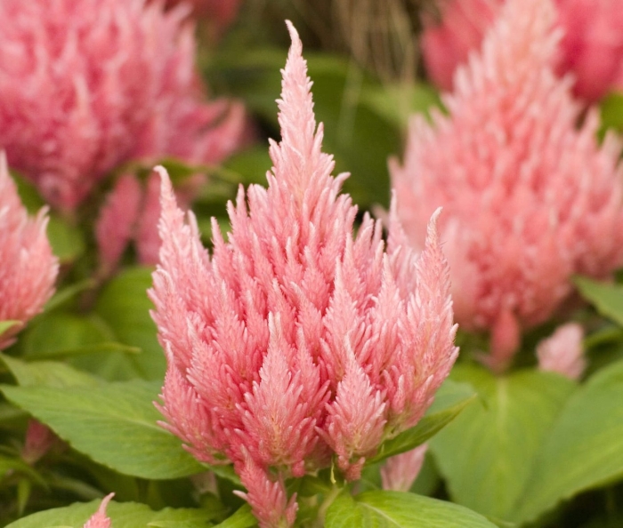 Целозия перистая айс крим