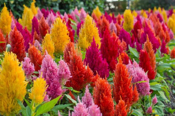 Целозия павлин перистая