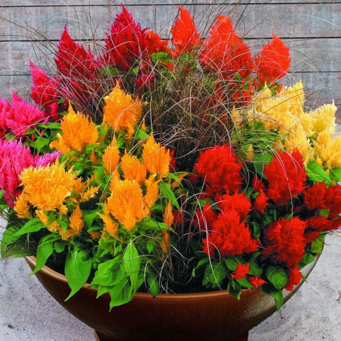 Целозия колосовидная