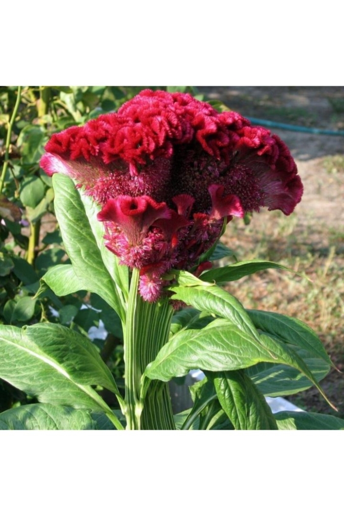 Целозия гребенчатая петушиный гребешок