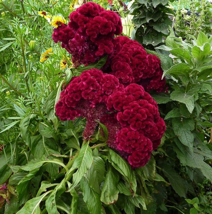 Целозия дракула гребенчатая