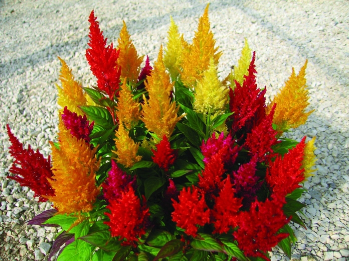 Целозия глориус