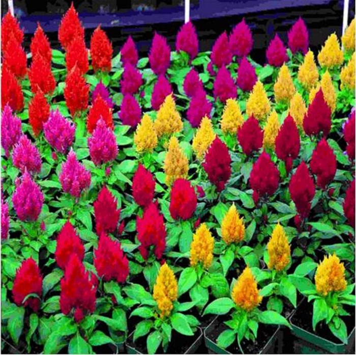 Целозия перистая кимоно