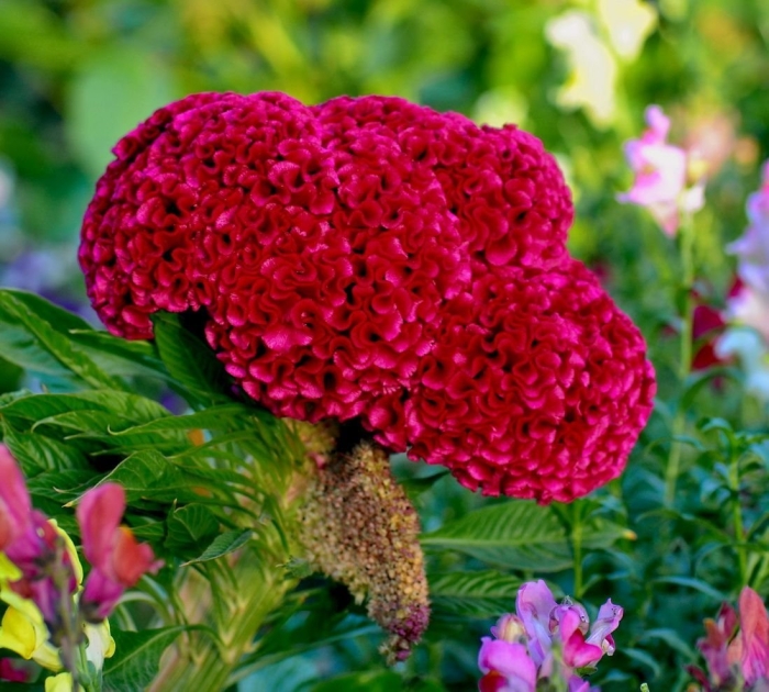 Цветок целозия петушиный гребешок