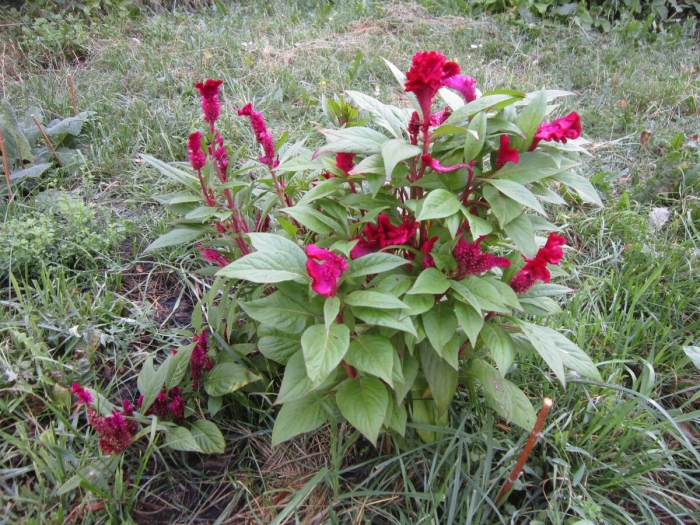 Петушки целозия цветы