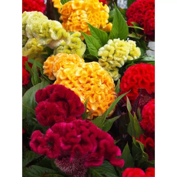 Целозия гребенчатая