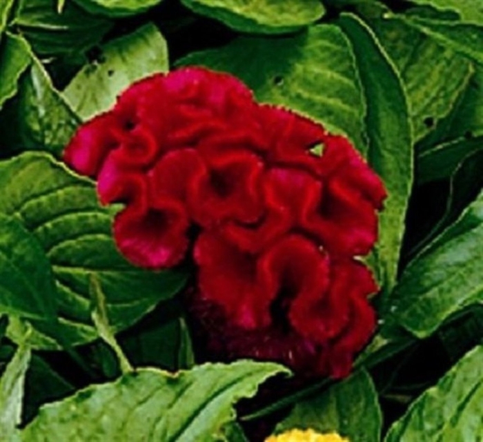 Целозия гребенчатая армор