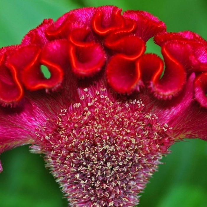 Целозия гребенчатая петушки