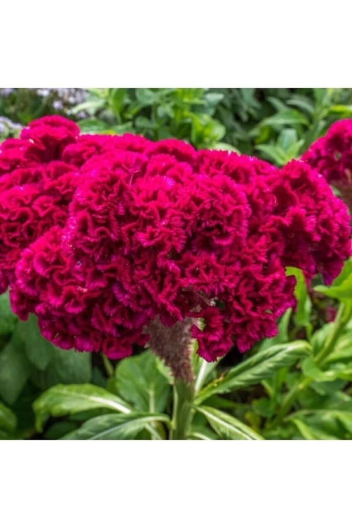 Целозия кристата